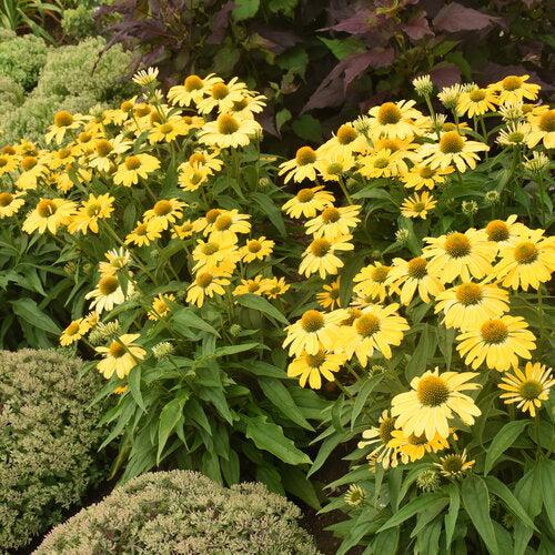 Coneflower, Color Coded® Yellow My Darling Echinacea