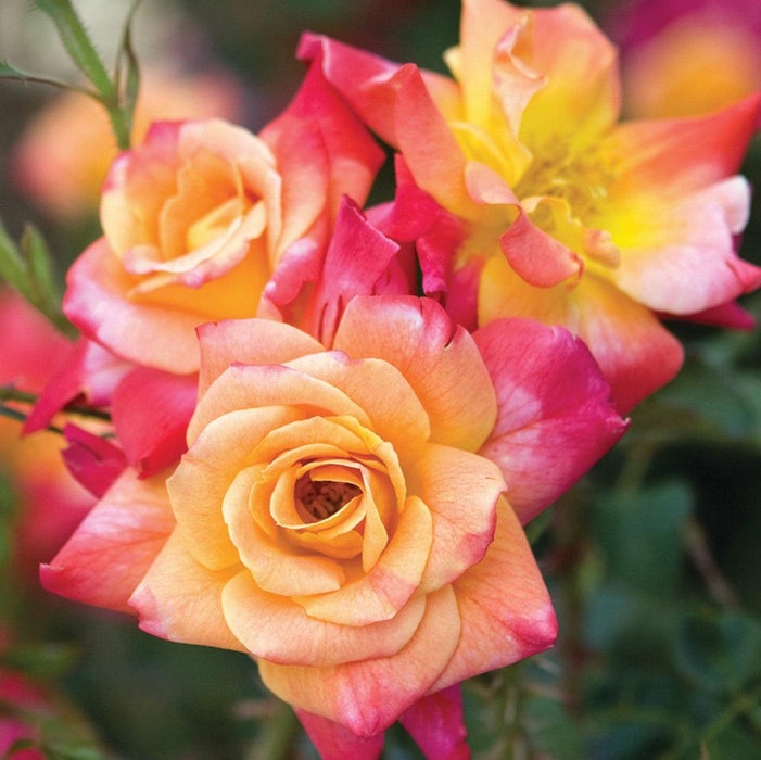 Rose, Joseph's Coat Climbing Rose
