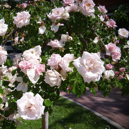 Rose, New Dawn Rose