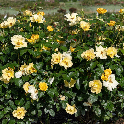 Rose, Easy Bee-zy™ Knock Out® Rose