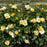 Rose, Easy Bee-zy™ Knock Out® Rose