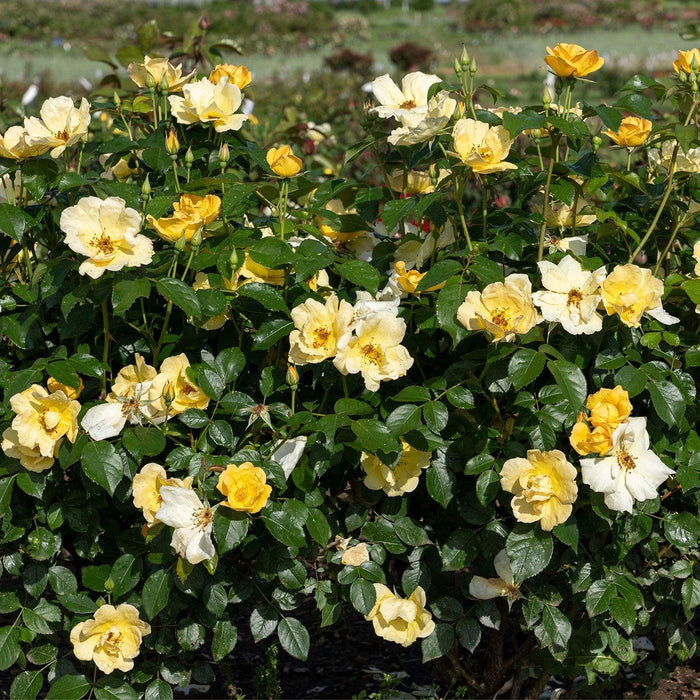 Rose, Easy Bee-zy™ Knock Out® Rose