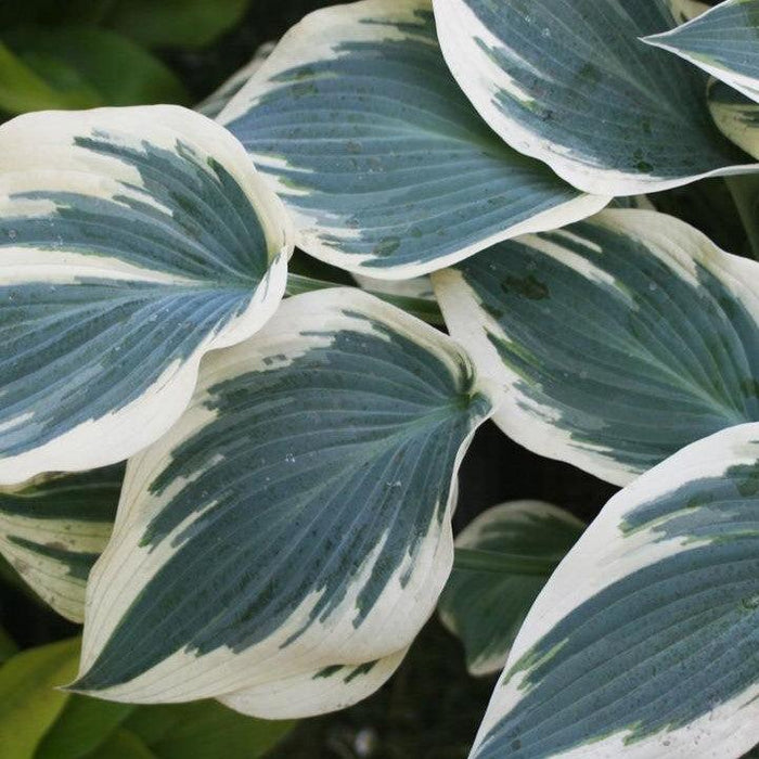 Hosta, Blue Ivory Hosta
