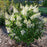 Hydrangea, Pinky Winky Prime® Hydrangea