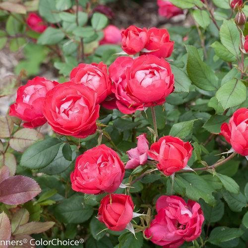 Rose, OSO Easy® Double Red Rose