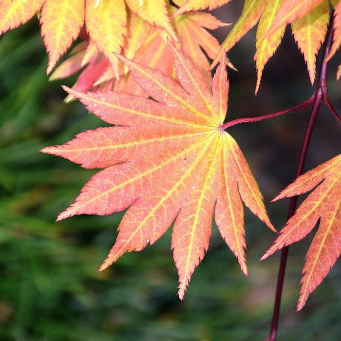 Maple, Autumn Moon Japanese Maple