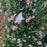 Rose, Peach Drift® Rose