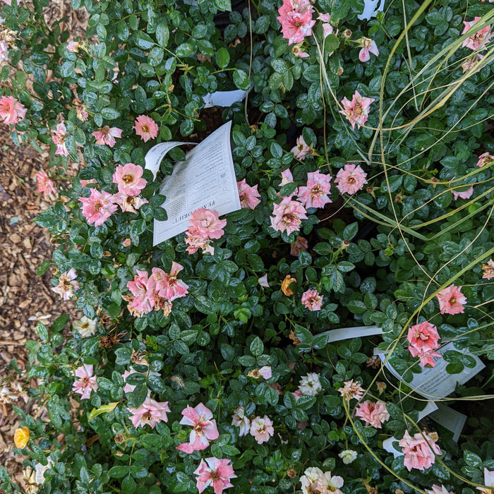 Rose, Peach Drift® Rose