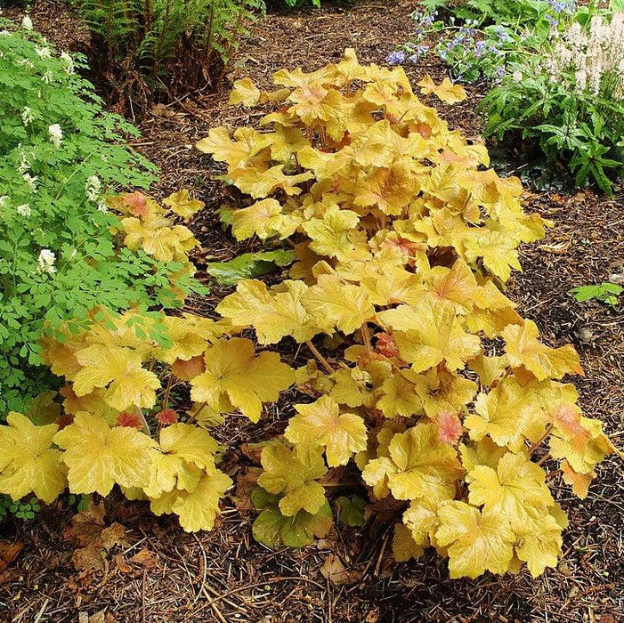 Coral Bells, Caramel Coral Bells