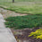 Juniper, Blue Rug Juniper
