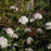 Viburnum, Spice Baby Viburnum