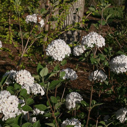 Viburnum, Spice Baby Viburnum