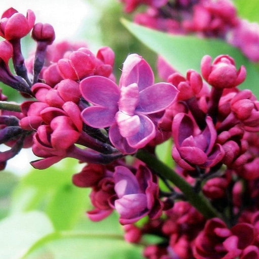 Lilac, Virtual Violet Lilac