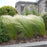 Grass, Mexican Feather Grass