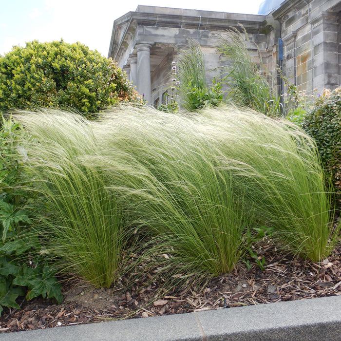 Grass, Mexican Feather Grass