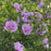 Hibiscus, Lavender Chiffon® Rose of Sharon