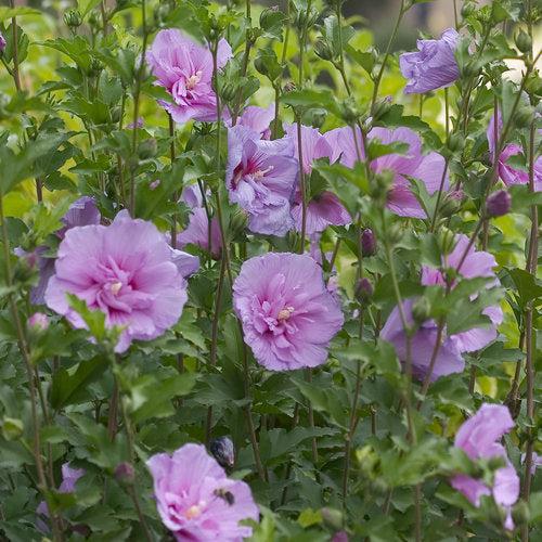 Hibiscus, Lavender Chiffon® Rose of Sharon