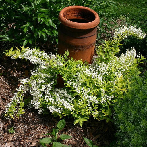 Deutzia, Chardonnay Pearls® Deutzia