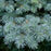 Picea pungens 'Globosa'  - Globe Blue Spruce