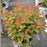 Spirea, Double Play® Doozie Spirea
