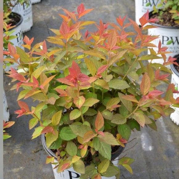 Spirea, Double Play® Doozie Spirea