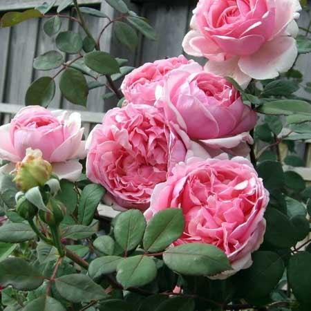 Rose, Brother Cadfael® Rose