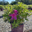 Azalea, Encore Autumn Sangria Azalea