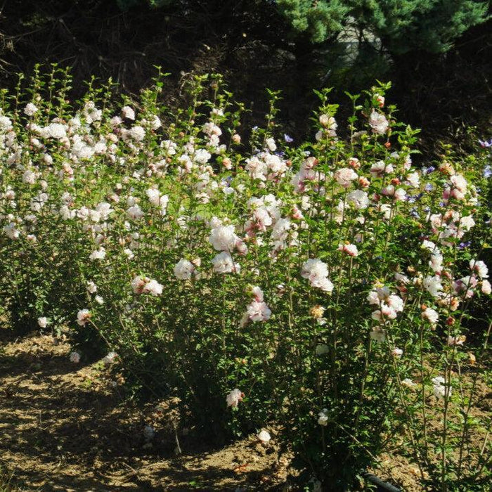 Hibiscus, First Editions® French Cabaret™ Blush Hibiscus