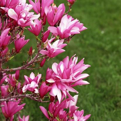 Magnolia, Betty Magnolia
