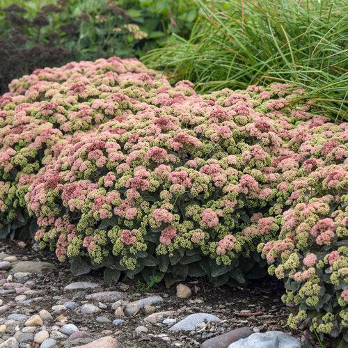 Sedum, Rock 'N Grow® Coraljade Stonecrop