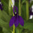 Cardinal Flower, Starship™ Blue Cardinal Flower
