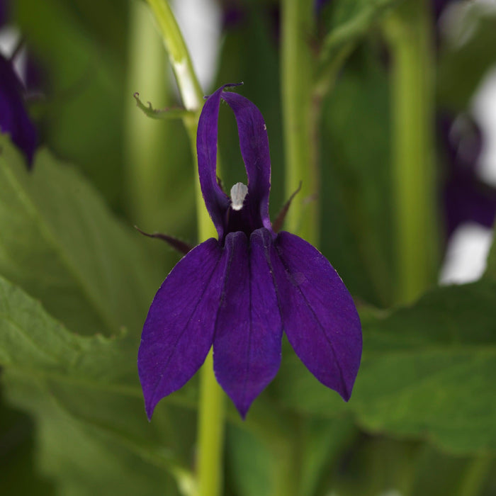 Cardinal Flower, Starship™ Blue Cardinal Flower