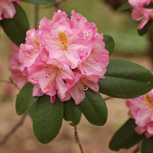 Rhododendron, Scintillation Rhododendron