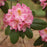 Rhododendron, Scintillation Rhododendron