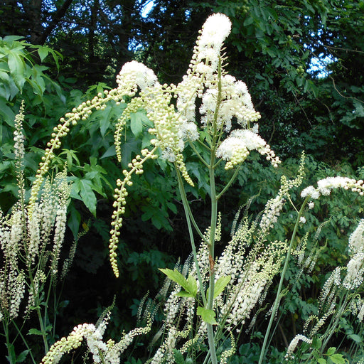 Cohosh, Black Cohosh