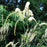 Cohosh, Black Cohosh