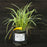 Grass, Variegated Lily Turf