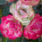 Rose, Enchanted Meadow™ Rose