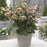 Hellebore, Frostkiss® Bayli's Blush Lenten Rose