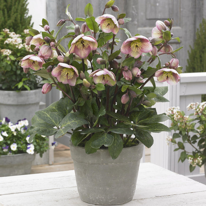 Hellebore, Frostkiss® Bayli's Blush Lenten Rose