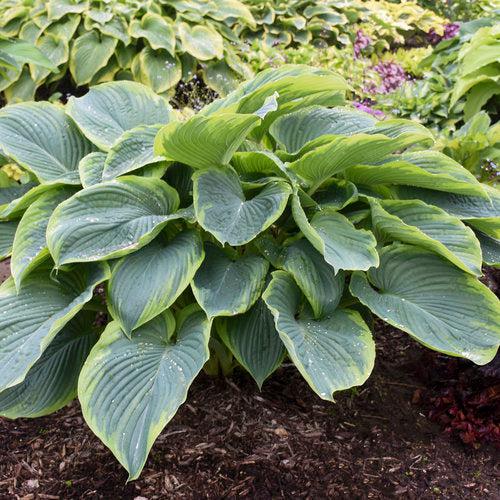 Hosta, PW® Shadowland® Wu-La-La Hosta