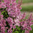 Syringa x 'Jeflady'  - First Editions® Little Lady™ Lilac