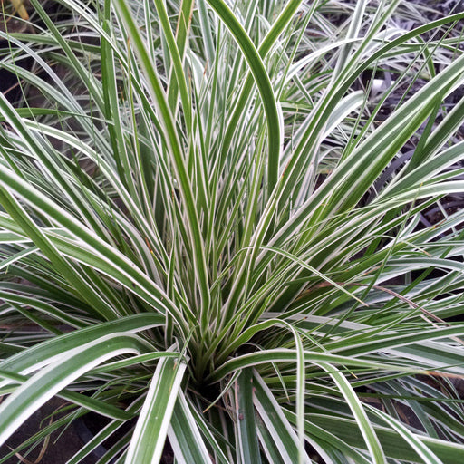 Sedge, Evercolor® Everest Variegated Sedge