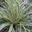 Sedge, Evercolor® Everest Variegated Sedge