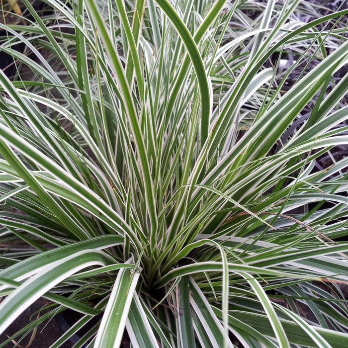 Sedge, Evercolor® Everest Variegated Sedge