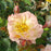 Rose, Color Cocktail™ Rose