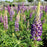 Lupine, Russell Hybrids Mix Lupine