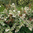 Leucothoe, Coastal Leucothoe