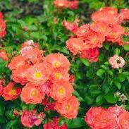 Rose, Coral Drift® Rose