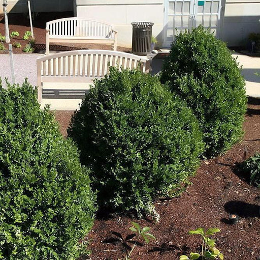 Boxwood, Green Mountain Boxwood
